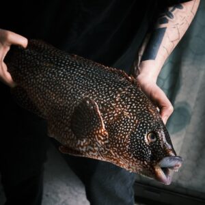 Gravlax de vieille de ligne - 300 g